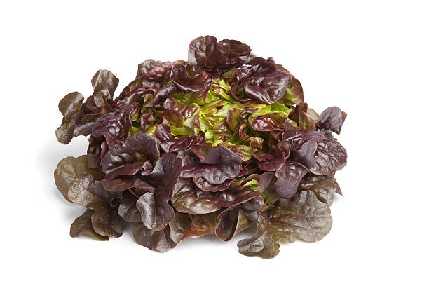 SALADE - Feuille de chêne rouge -